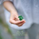 행운클로버 이미지