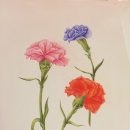 보타니컬아트(중급) 이미지