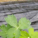 영심농장 이미지