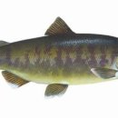 연어(鰱魚)의 종류 이미지