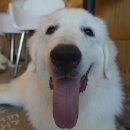 착한퍼피 이미지