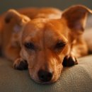 Dear My Pet 네이버블로그