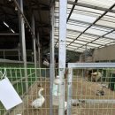 산너머그집꿀 | 산너머그집꿀카페 | 대구 아이랑 가볼만한 곳, 대구 동물체험, 수성구 아이랑 체험