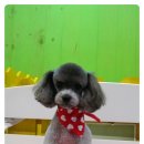 티피살롱