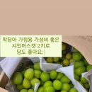 한아름청과 - 안양시 동안구 경수대로556번길 14 | 한아름청과