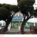 평해읍사무소 Daum카페