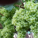 예은농장 이미지