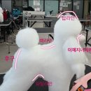 추건우애견미용학원 네이버블로그