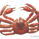 청정해역영덕대게 이미지