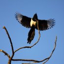 까치소리 이미지