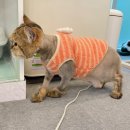 야옹아놀자 마곡점 이미지