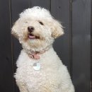 마이티그루밍 이미지