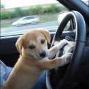 멍베스트 이미지