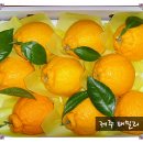 금교농장 Daum카페