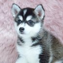 모던켄넬 이미지