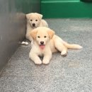 똥강아지 이미지