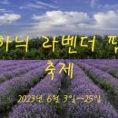 하늬라밴더팜 축제 이미지