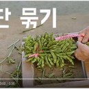 콩단