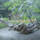 거목산장 이미지