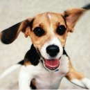 예쁜강아지 이미지