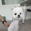 멍블리 펫살롱 네이버블로그