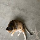 그루밍 루니 이미지