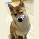 하단중학교 이미지