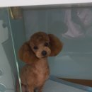 까까줄개 이미지