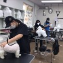 펫홀릭더라이프 이미지