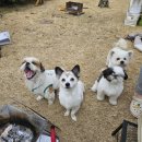 피플앤독 이미지