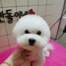 깐돌이네 애견미용호텔 이미지