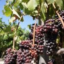 성원농산 이미지