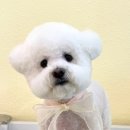 포블포블 네이버블로그