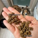 (주)그레이비 | 노령견 사료 추천! 나우 굿 그레이비 급여 후기 (기존 나우 프레쉬와 비교 분석)