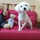 소망애견미용실 이미지