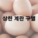 상한 계란 구별하는 방법 알아보기 이미지