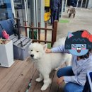 너는 내 댕댕 이미지