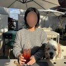 킹콩하우스 애견카페 | 베토벤하우스 애견 동반 카페후기