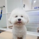 뽀송그루밍 이미지