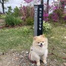 한강시민공원 쉼터 | 김포가볼만한곳 I 해뜨는 한강정원 I 김포드라이브코스 I 김포애견산책