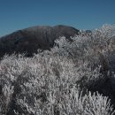 2025 들꽃사진반 출사기록(2025.12.5 기준) 이미지