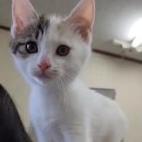 나와고양이 이미지