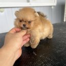 슈팅가이 켄넬 이미지