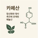 남산동물약국 | 카페산 — 항산화와 대사 촉진에 관계된 페놀산