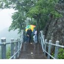 옥정 왕벚나무길 이미지