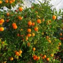 파주농장 이미지