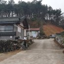 순천만 숲1 이미지