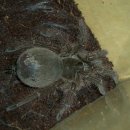 아라크네 이미지