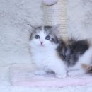 털뭉치들 이미지