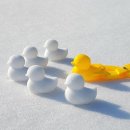 아이비스 이미지